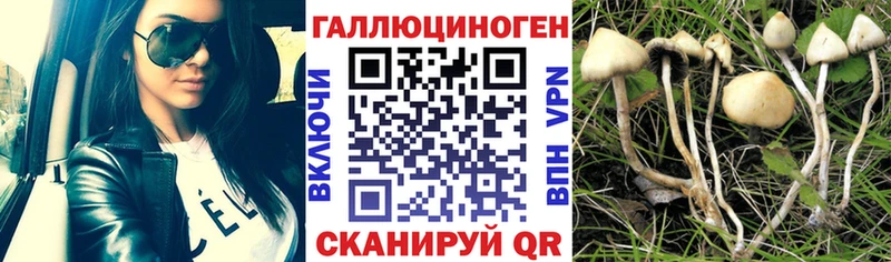 где продают наркотики  Боровичи  Псилоцибиновые грибы мицелий 